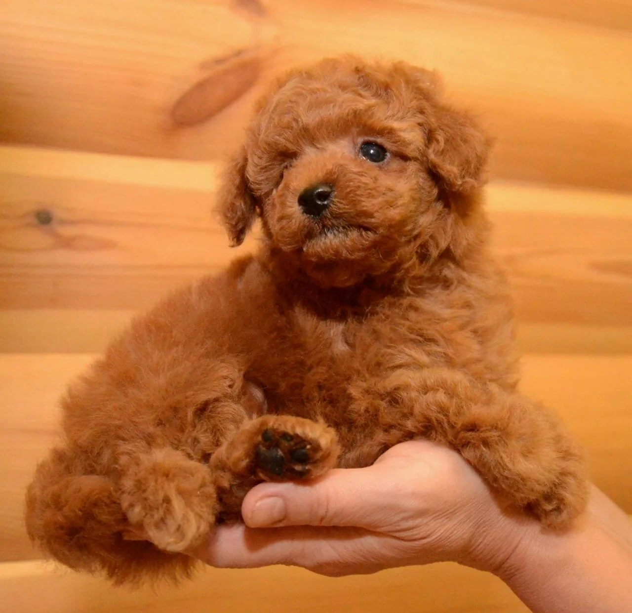 Toy Poodle Male and Female Puppies Furs Feathers Pets